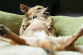 Home remedies for bladder infection in dogs