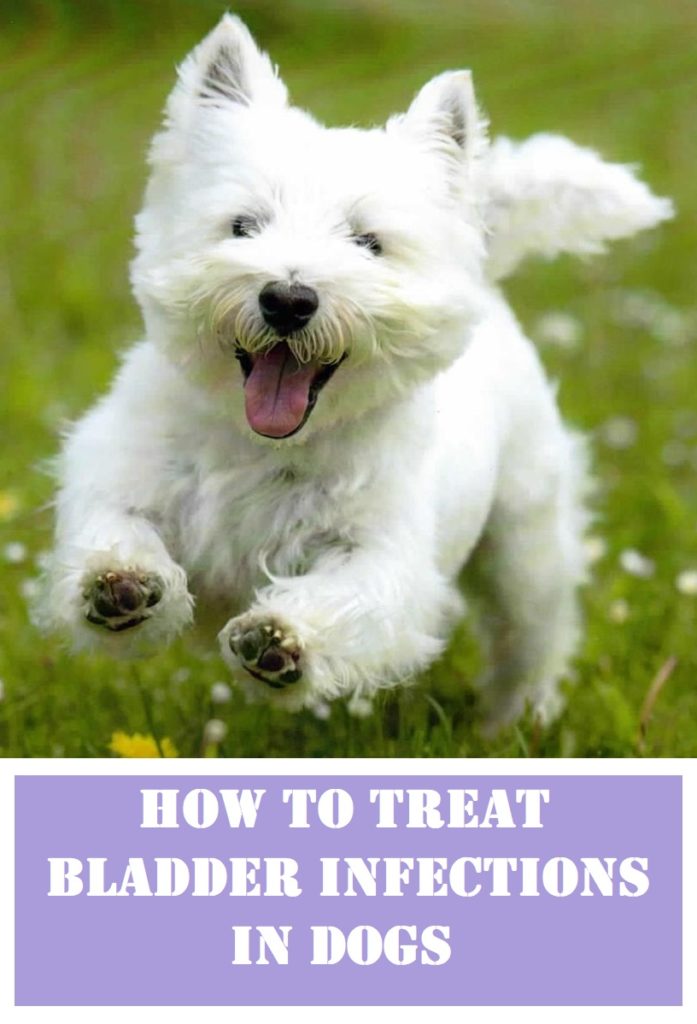 Home remedies for bladder infection in dogs