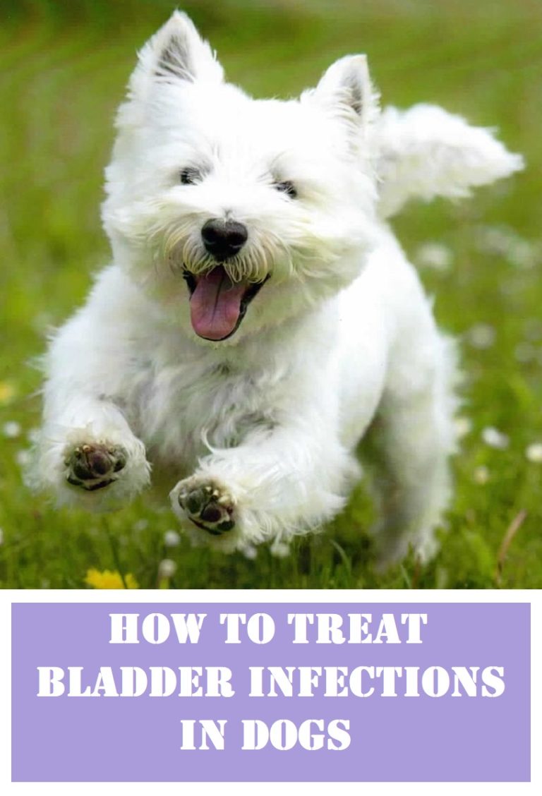10 Natural and Safe Home Remedies for Bladder Infections in Dogs