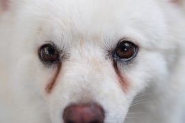 Hoe to remove your dog's tear stains