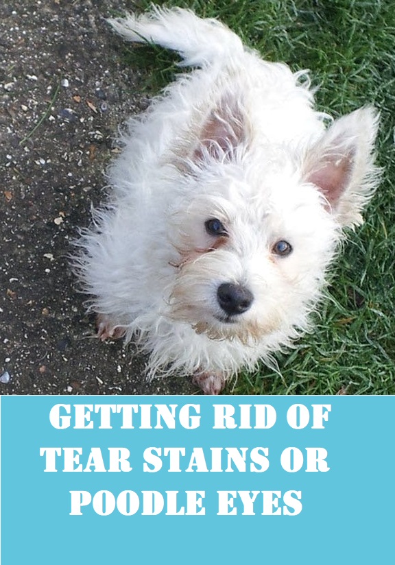Hoe to remove your dog's tear stains